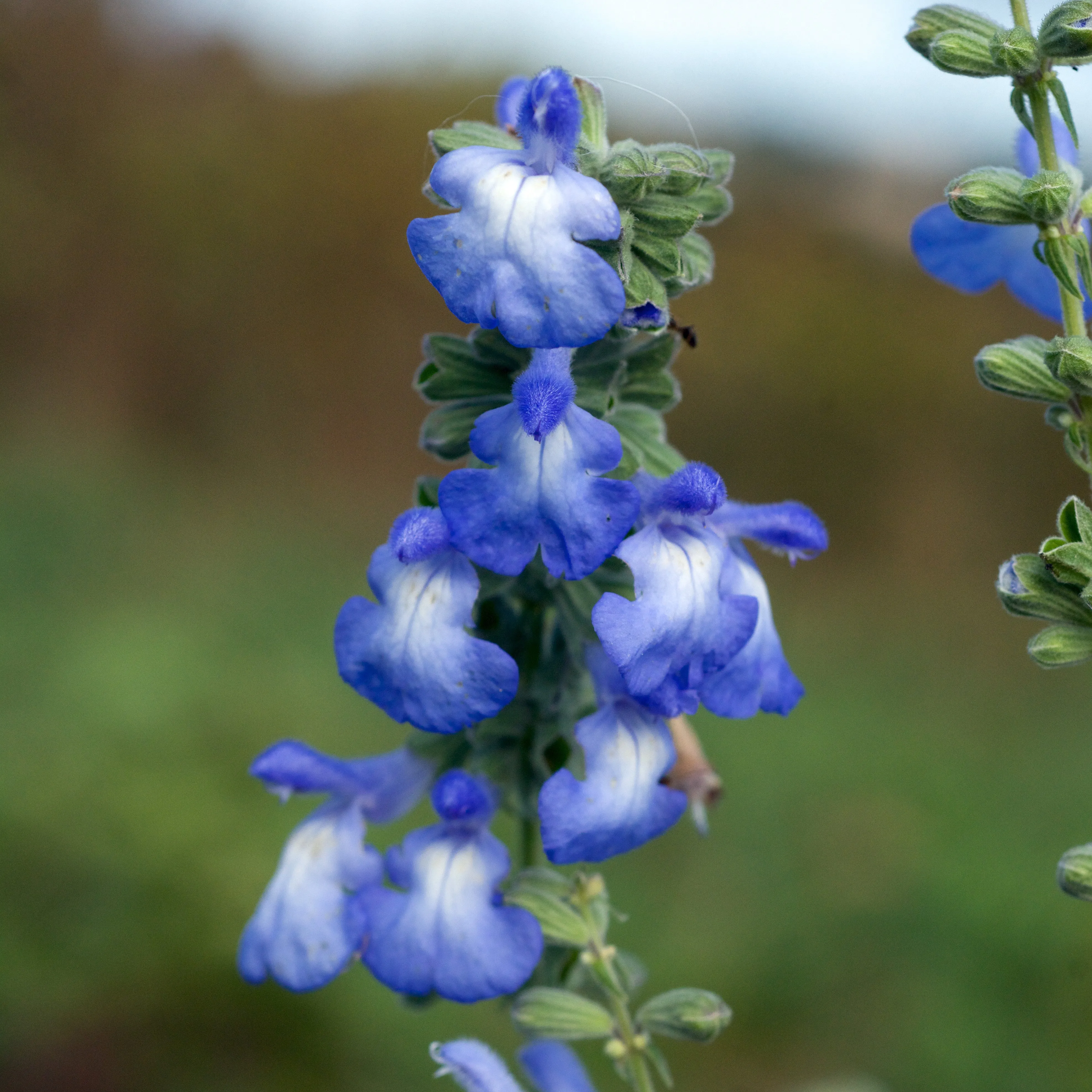 Blue Sage  40 Seeds  Salvia azurea