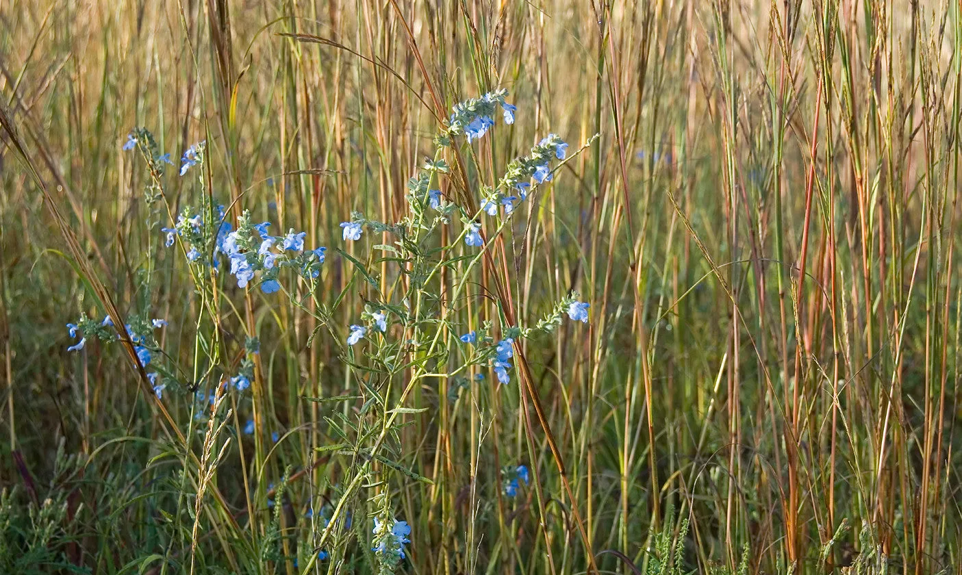 Blue Sage  40 Seeds  Salvia azurea