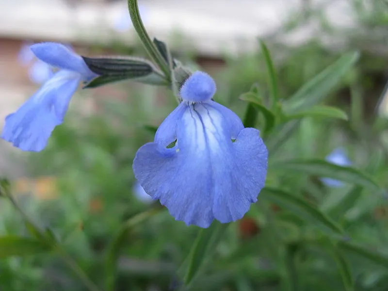 Blue Sage  40 Seeds  Salvia azurea