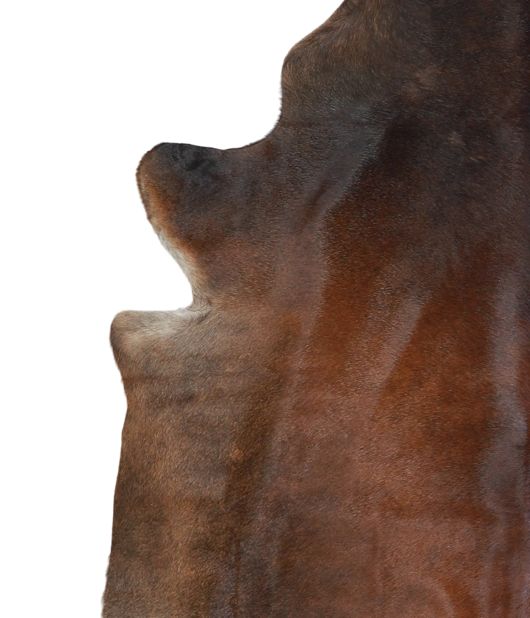 Warm Caramel X-Large Brazilian Cowhide Rug 6'11"H x 6'3"W #A21465 by Hudson Hides